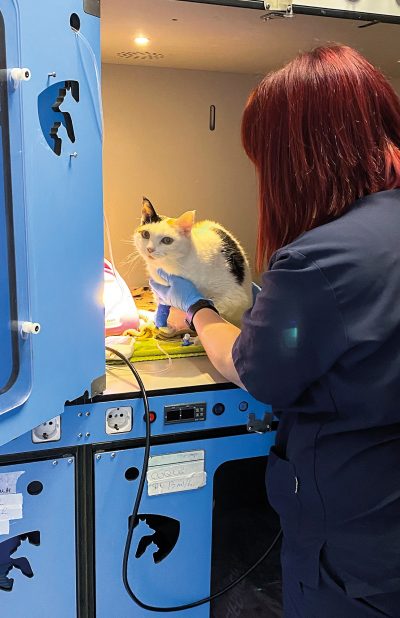 Enfermera_gato
