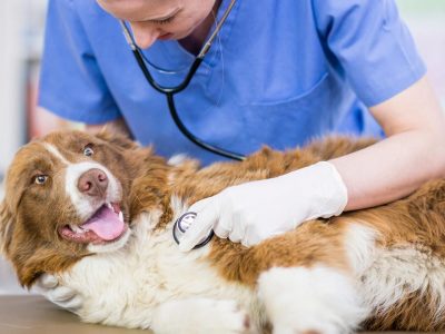 como-llevar-perro-veterinario-4-XxXx80