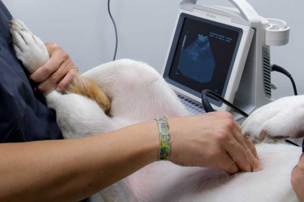 diagnostico-por-imagen