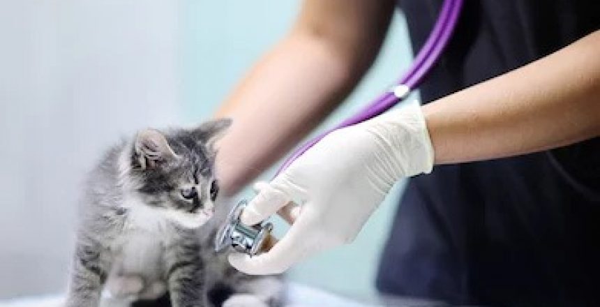 vet-cat-cc0.jpg